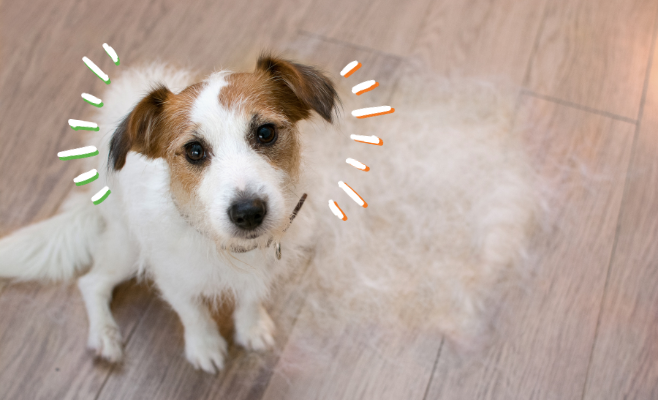 La muta autunnale del cane: come gestirla al meglio?