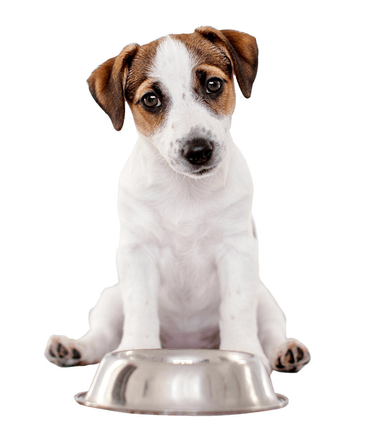 Cibo per cani