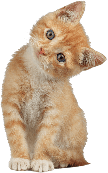 Cibo per gatti