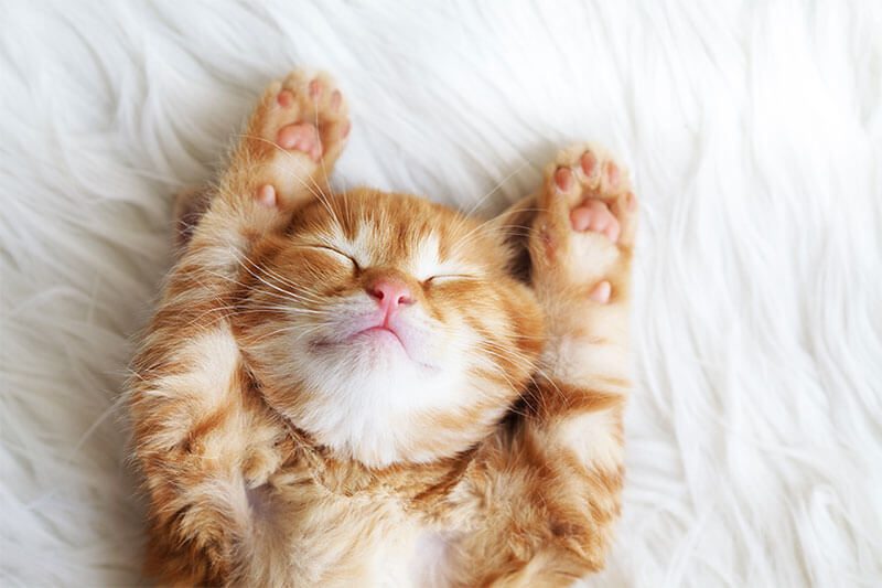 gatto zooplanet