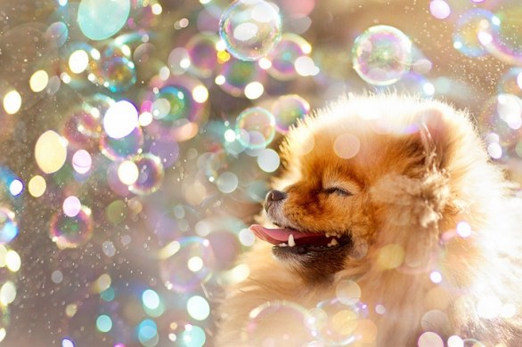 consigli di toelettatura cane zooplanet