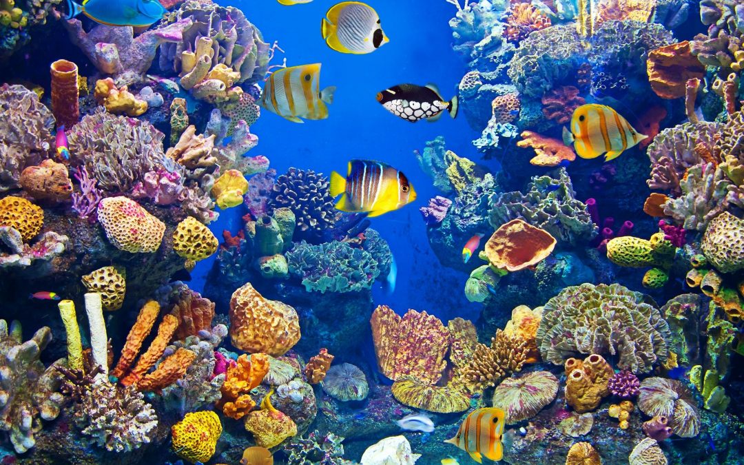 Giornata formativa sull’acquariologia