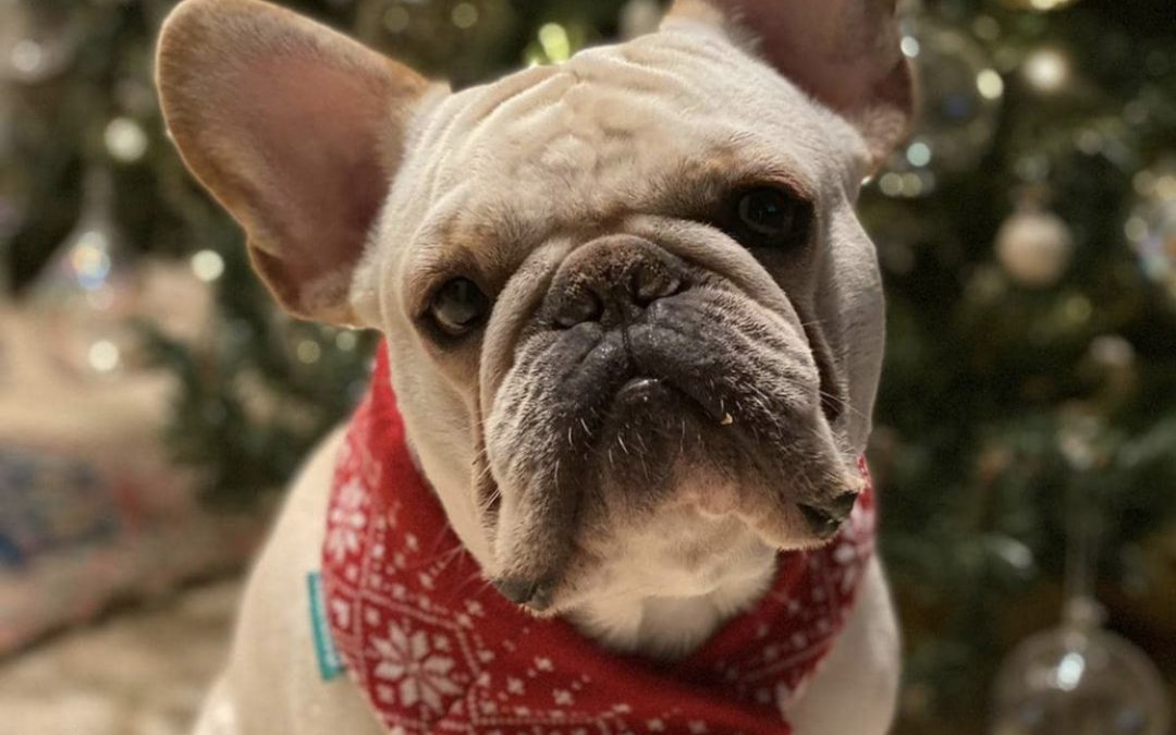 ANSIA DA SEPARAZIONE DEGLI ANIMALI, 10 CONSIGLI