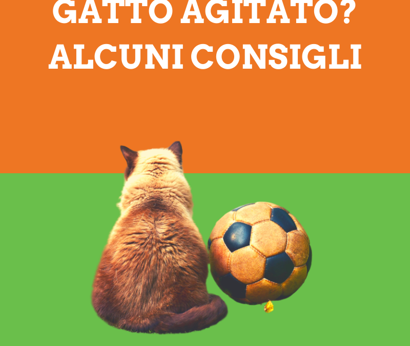 Gatto vivace, alcuni consigli
