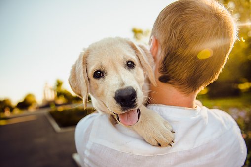 Un cane felice