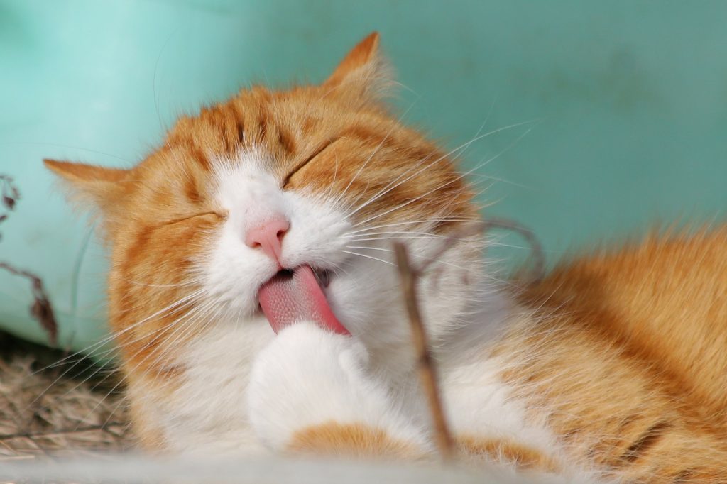 catgram