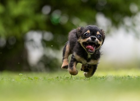 Un cane felice