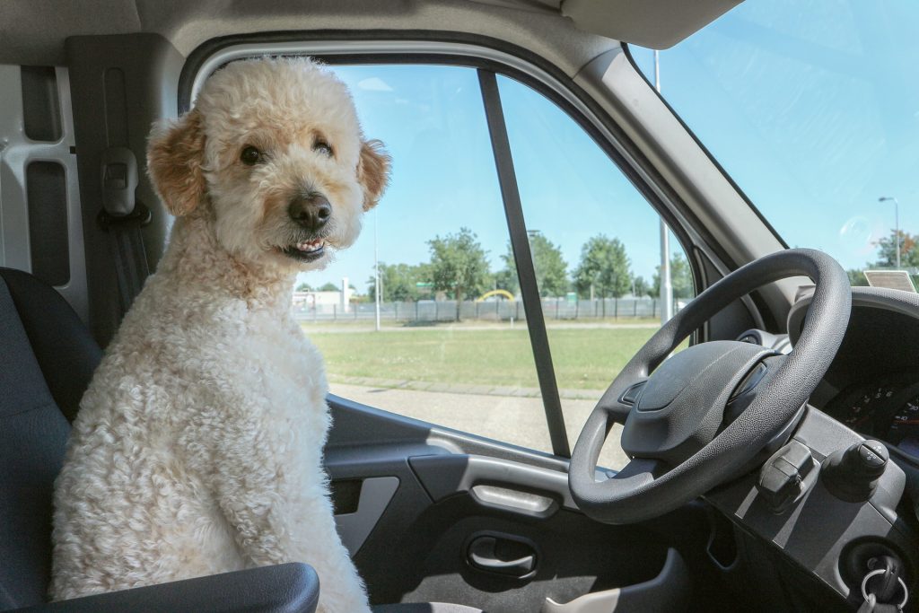 Un cane felice