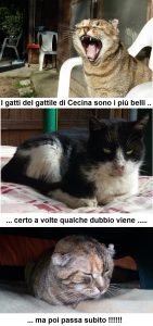 gatti_del_gattile