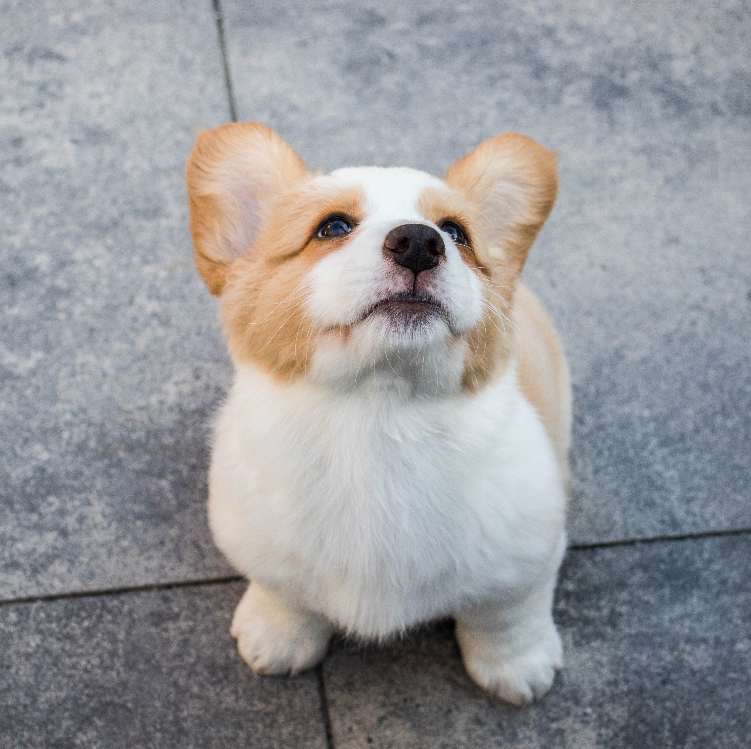 adottare un cane