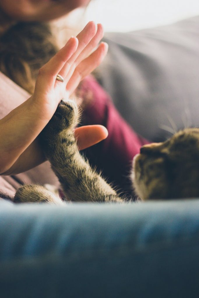 ANSIA DA SEPARAZIONE DEGLI ANIMALI