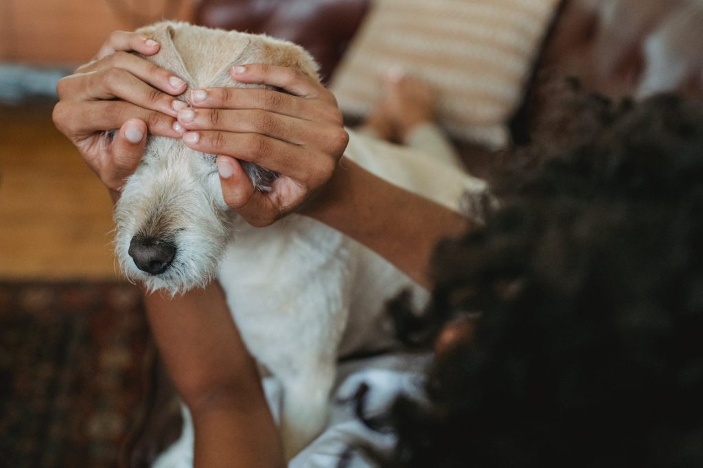vivere con un cane