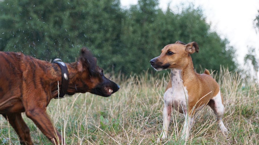 Ansia da separazione Ansia da separazione degli animali