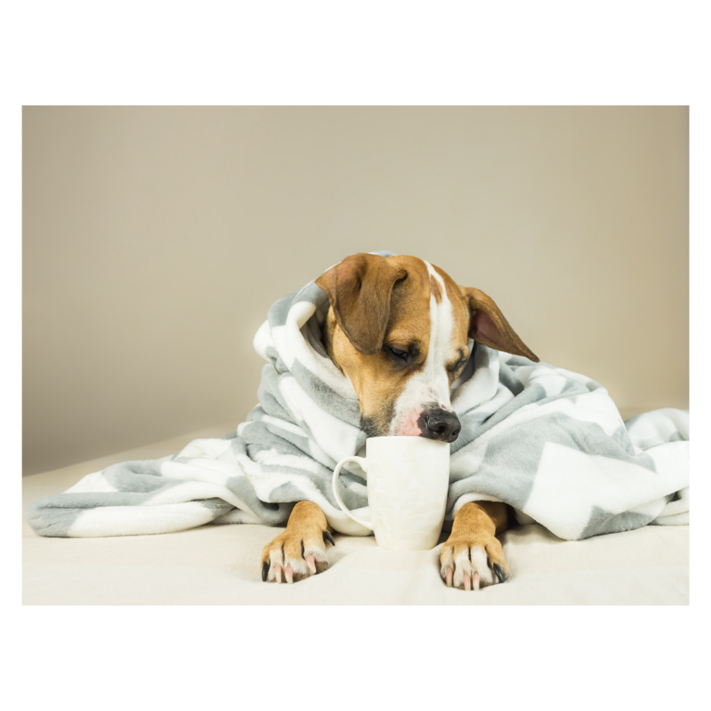 proteggere il cane dal freddo