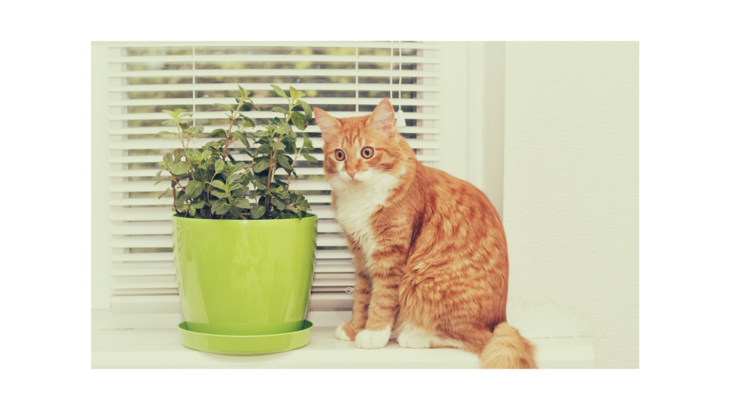 Piante velenose per il gatto