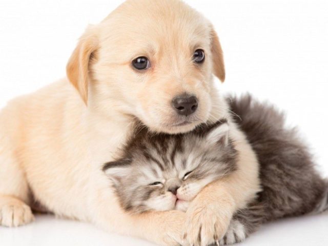 Offerte per animali