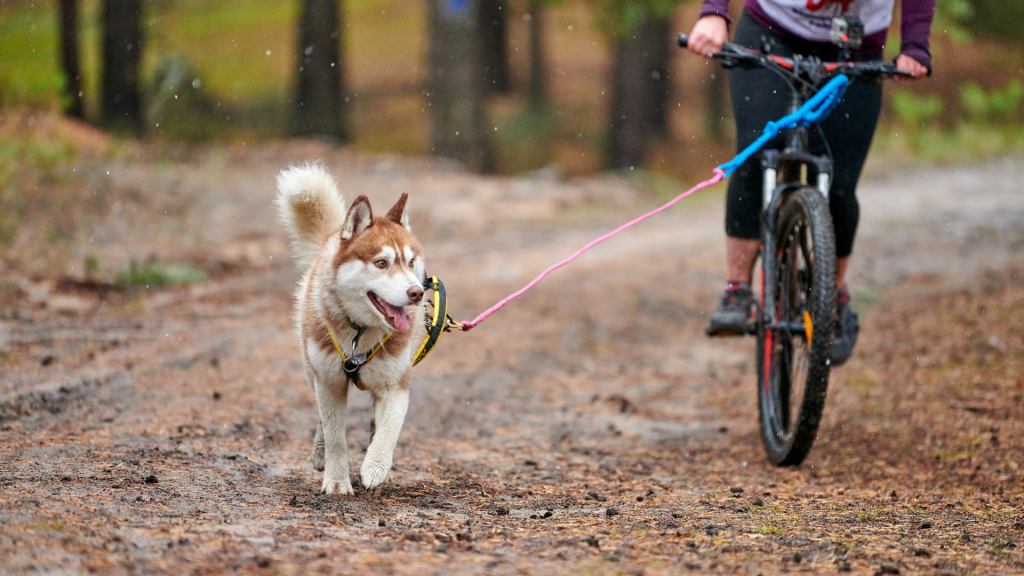 sport: bici con il cane al guinzaglio