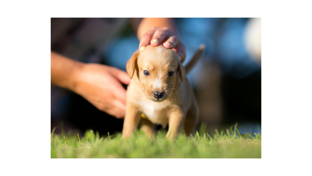 adottare un cane