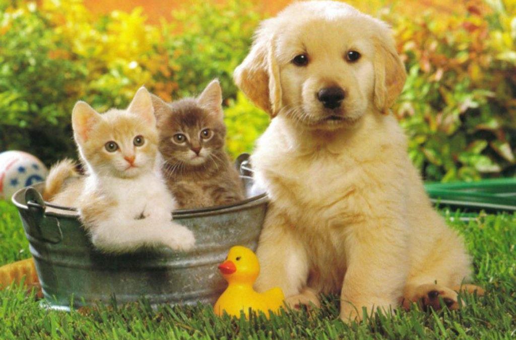 offerte per animali