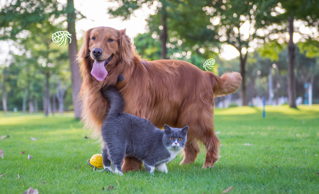 La prevenzione contro le pulci nei cani e gatti