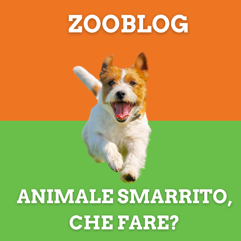 animale smarrito