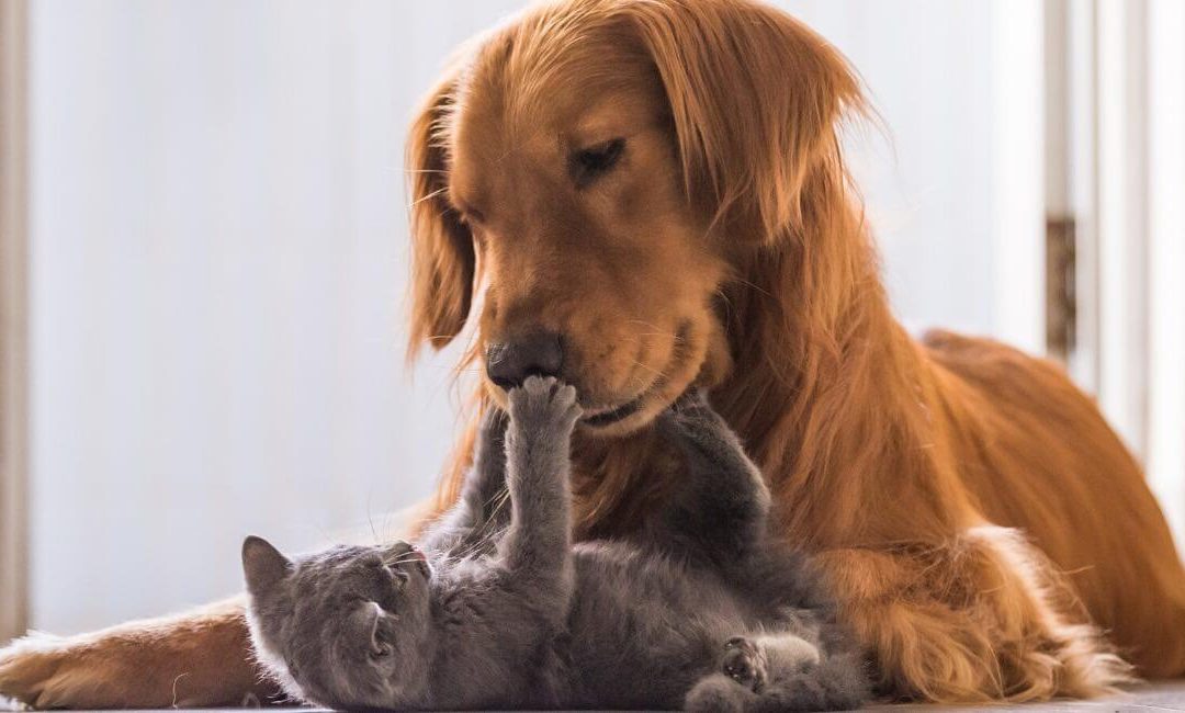 offerte per animali