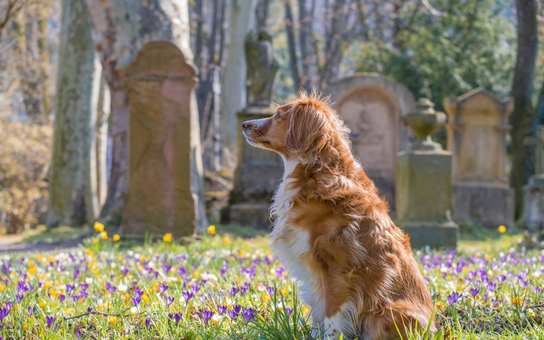 cimitero degli animali