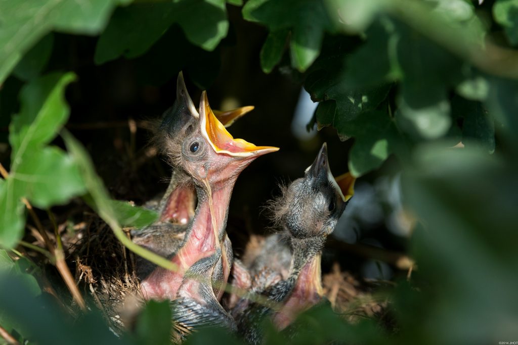 uccellino caduto dal nido