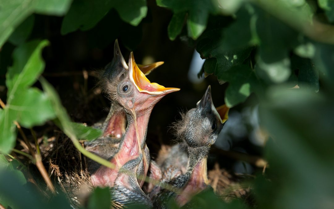 uccellino caduto dal nido
