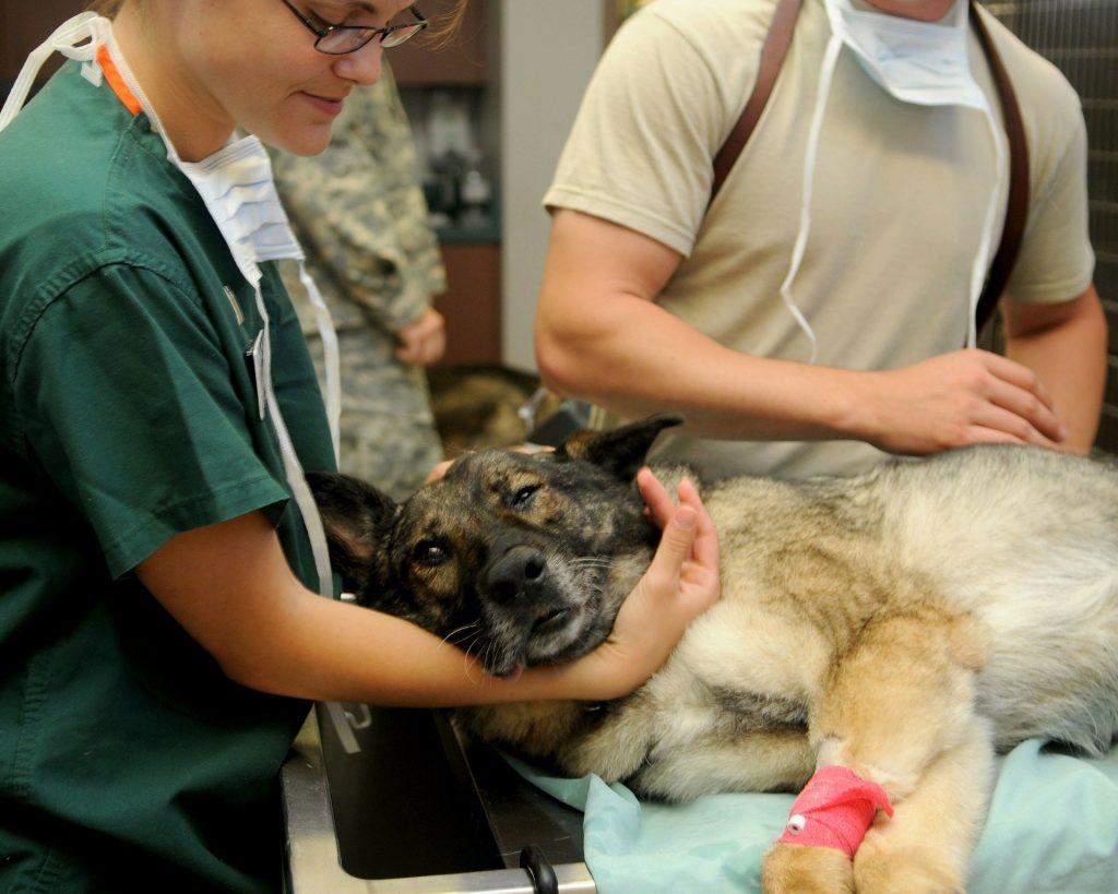 Pronto Soccorso Veterinario