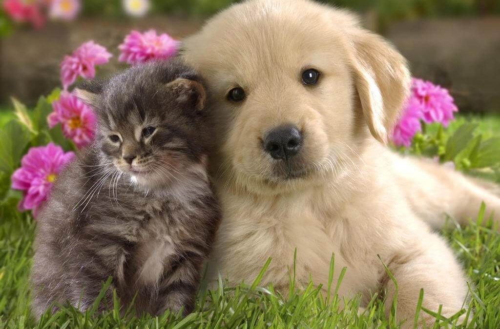 offerte per animali