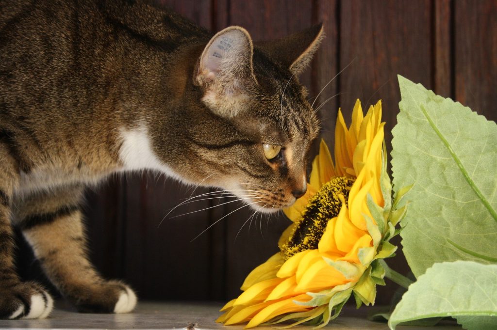 piante velenose per il gatto
