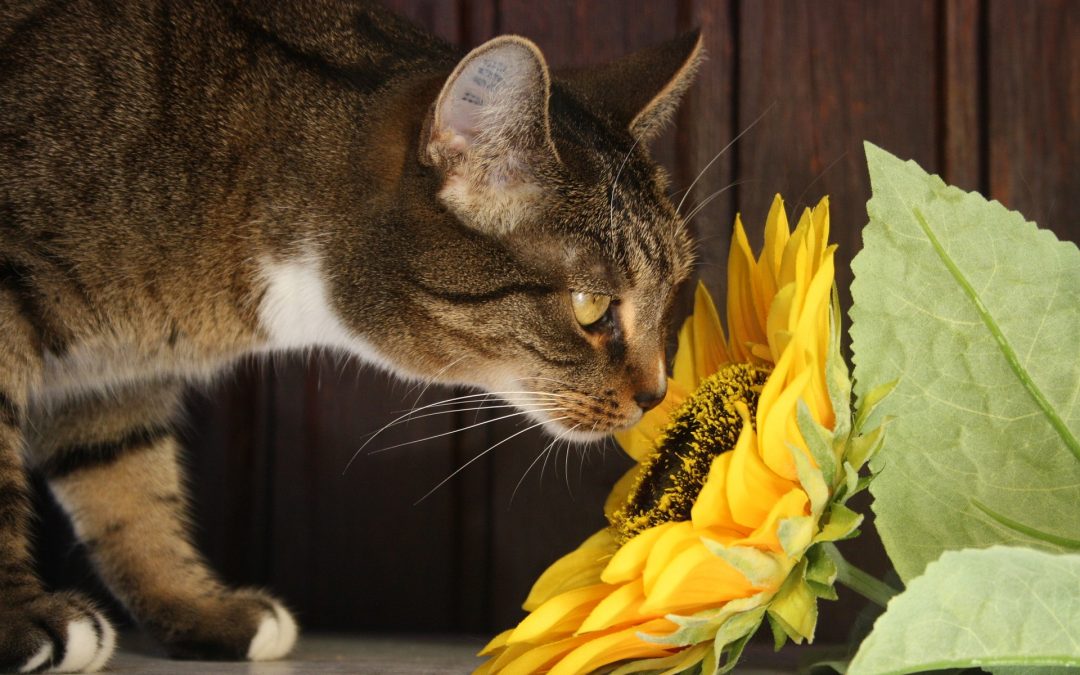 piante velenose per il gatto