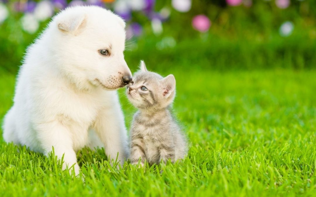 offerte per animali