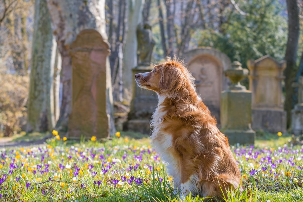 Cimitero degli animali
