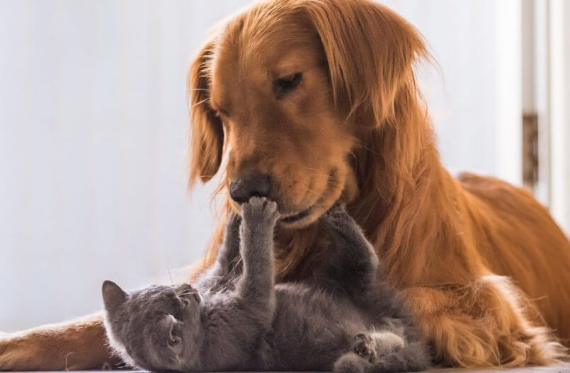 offerte per animali