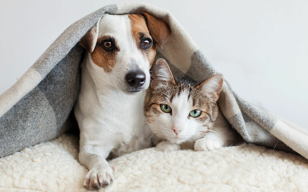 offerte per animali