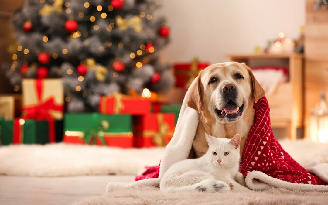 offerte per animali