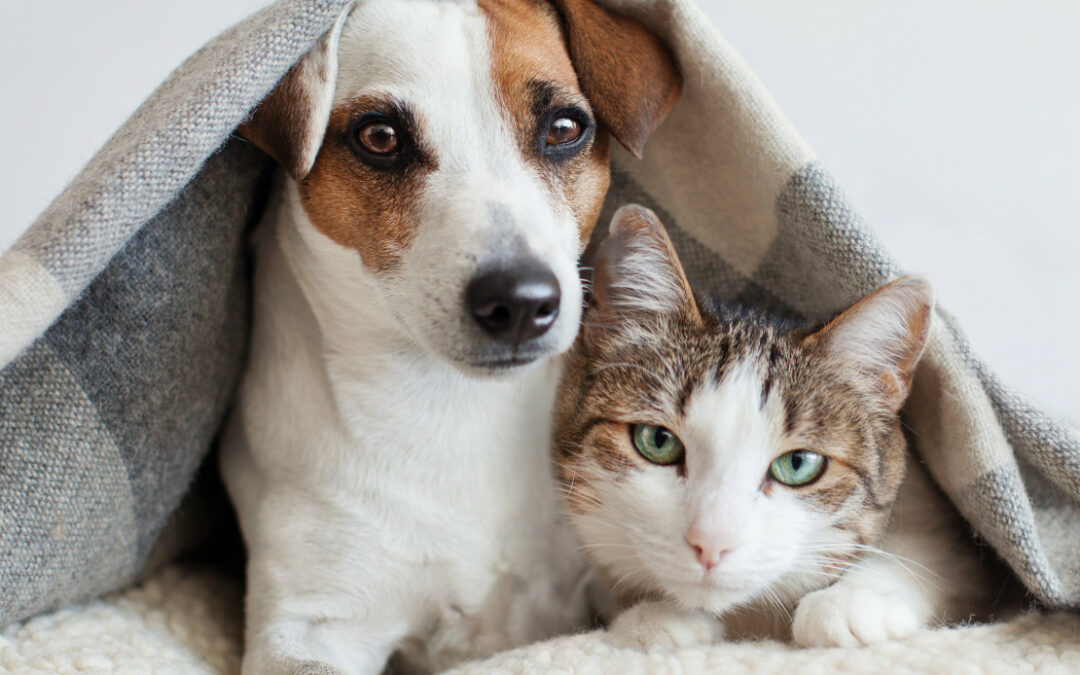 offerte per animali