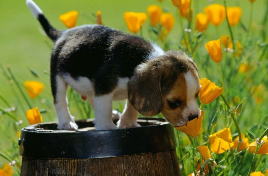 offerte per animali