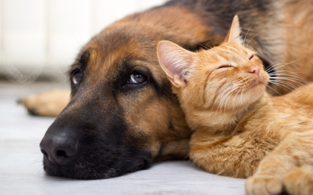 offerte per animali