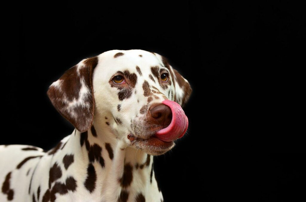 Igiene dentale del cane