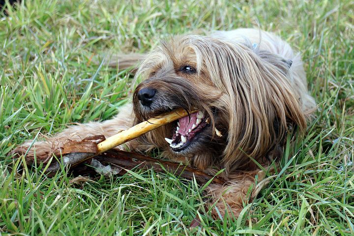 Igiene dentale nel cane