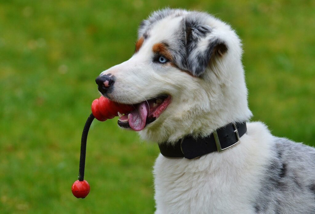 Igiene dentale del cane