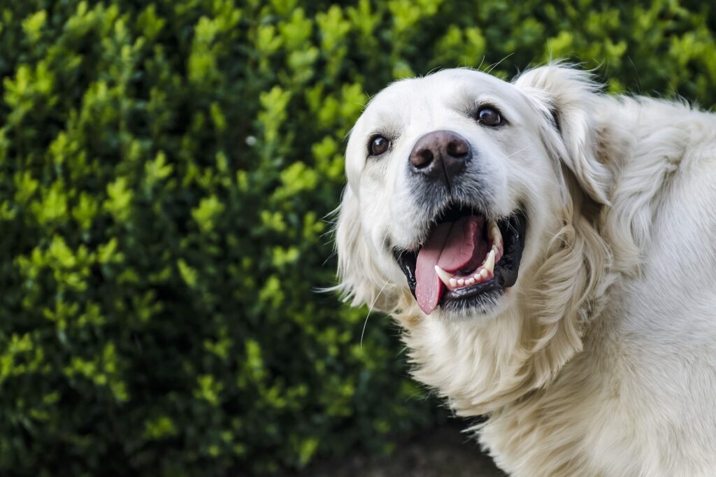 igiene dentale del cane