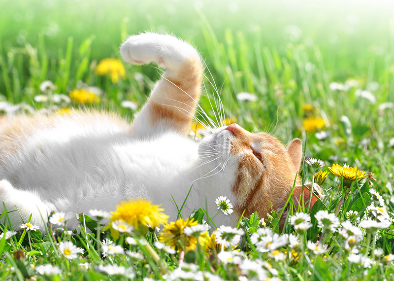 offerte per animali