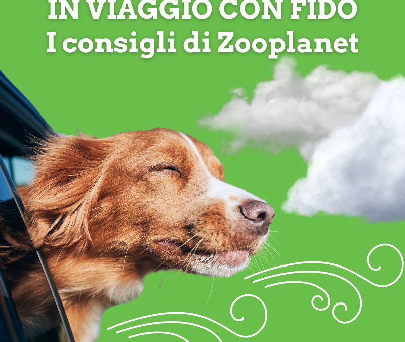 Stai già pianificando le vacanze con il cane?