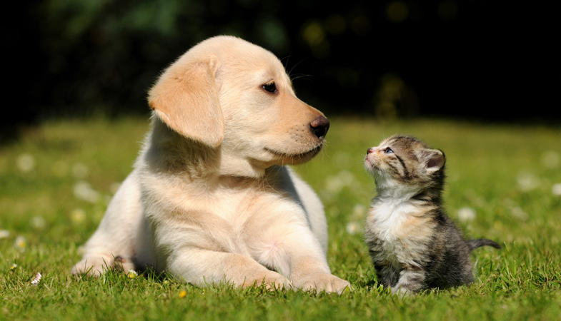 offerte per animali