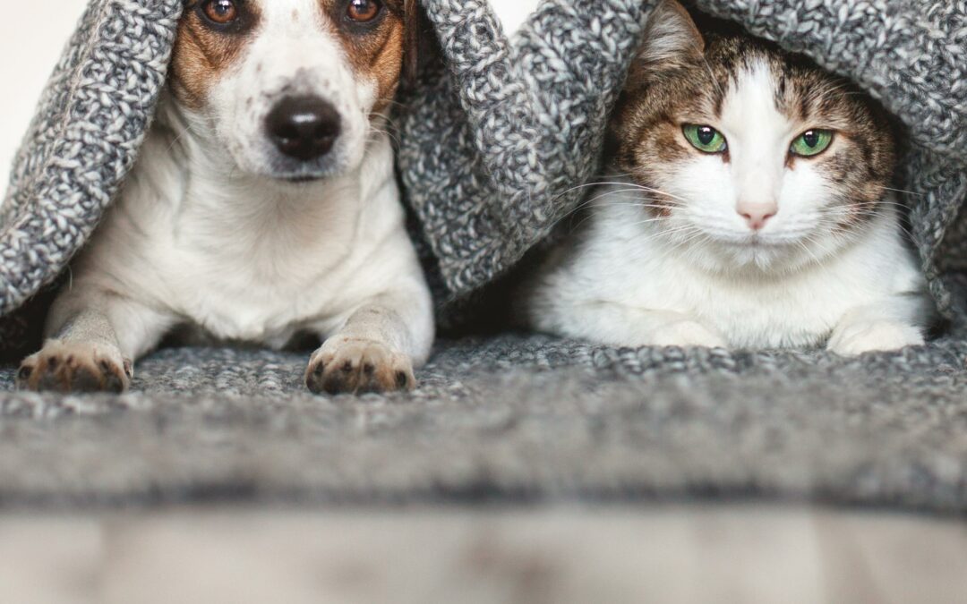 offerte per animali