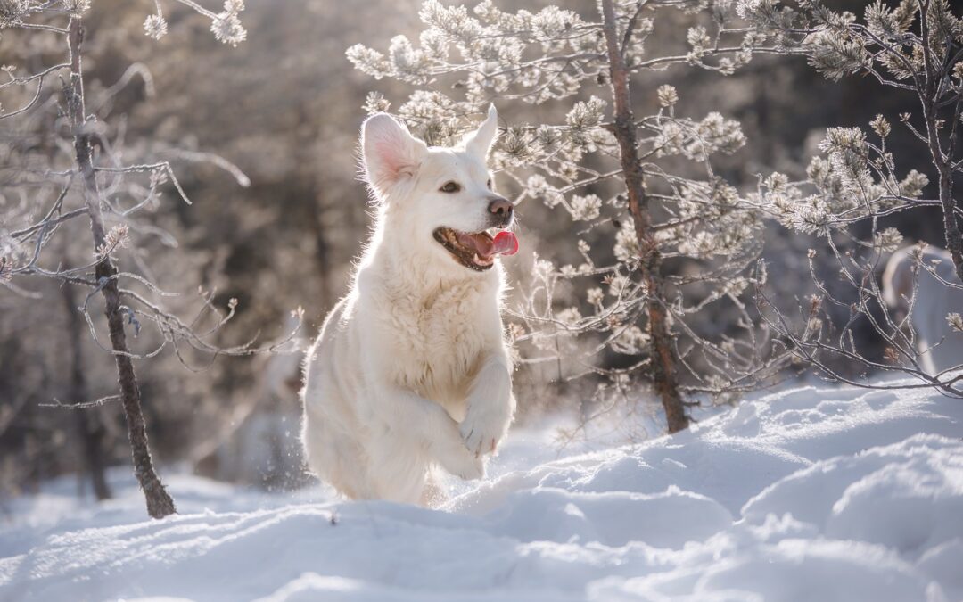 Tutte le offerte per animali dal 9/1 al 29/1
